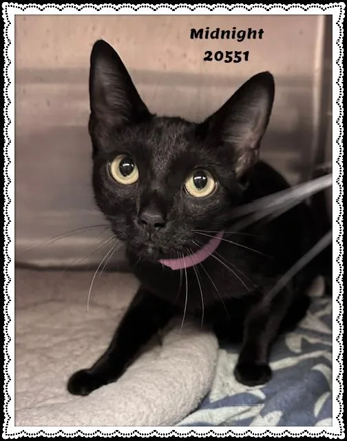 A young medium-sized female Black Domestic Short Hair cat named MIDNIGHT see also LANA for adoption in Marietta, GA