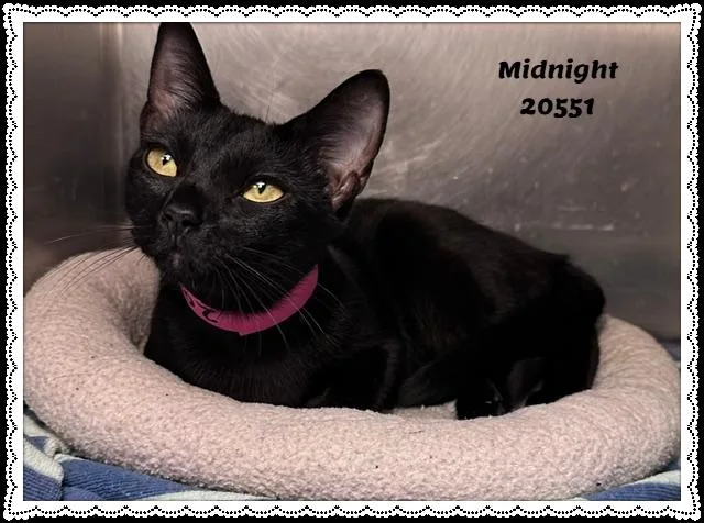 MIDNIGHT see also LANA thumbnail 2