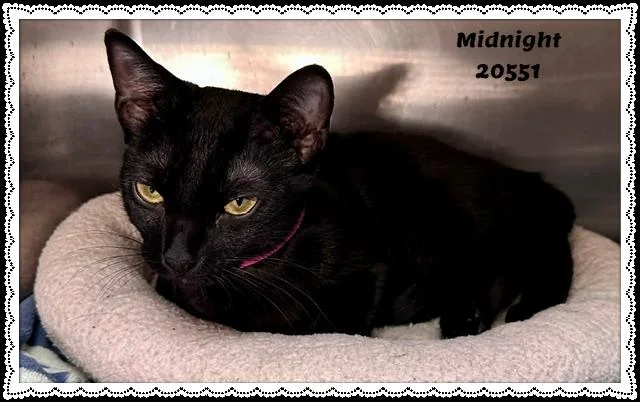 MIDNIGHT see also LANA thumbnail 3