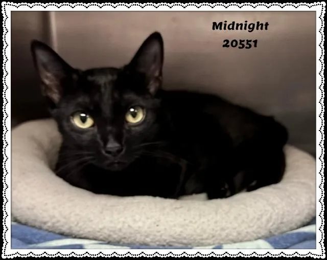 MIDNIGHT see also LANA thumbnail 5