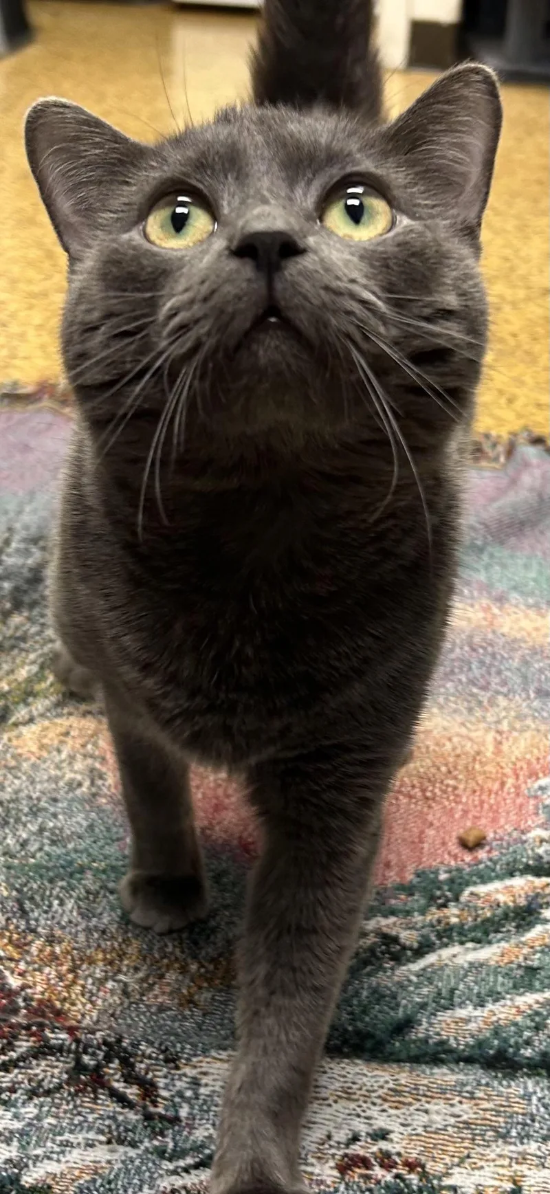 A young medium-sized male Gray / Blue / Silver Domestic Short Hair cat named Todd for adoption in Toledo, OH