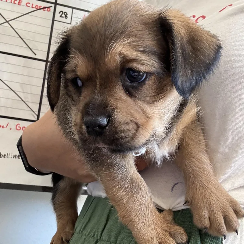 A baby small-sized male Bichon Frise dog named Knight for adoption in West Hollywood, CA