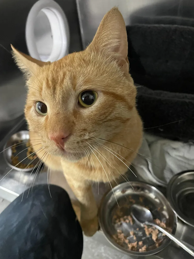 A young medium-sized male Tabby (Buff / Tan / Fawn) Domestic Short Hair cat named Tater Tot And Dark for adoption in Waltham, MA