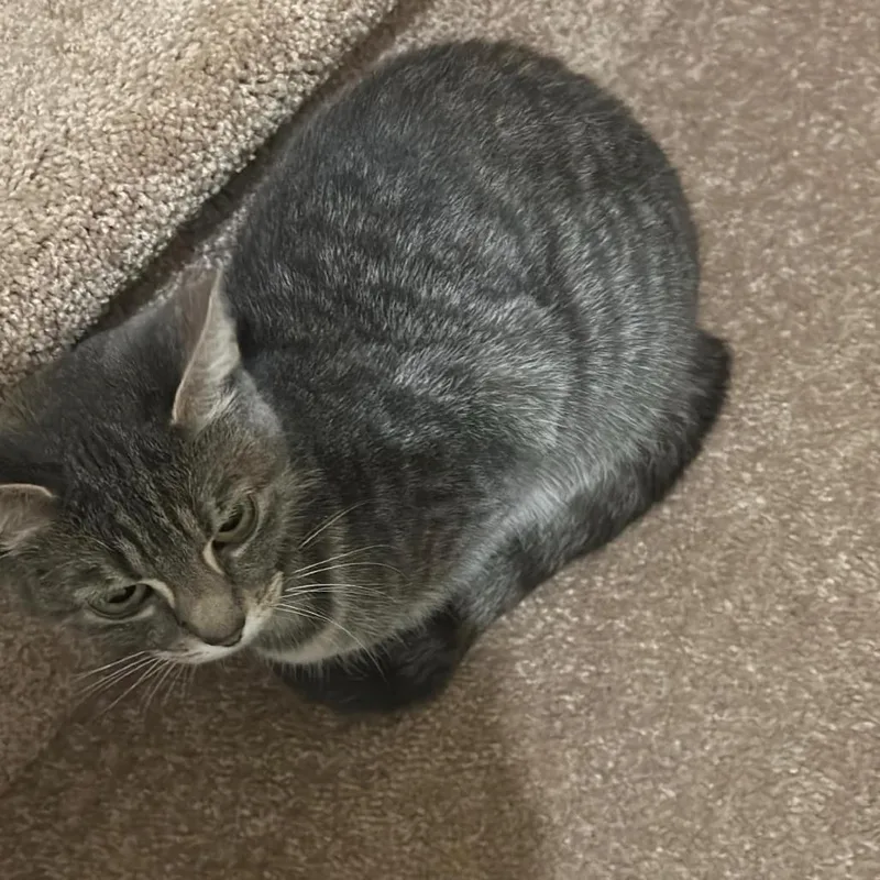A young small-sized female Gray / Blue / Silver Domestic Short Hair cat named Lani Rayburn for adoption in Woodstock, VA