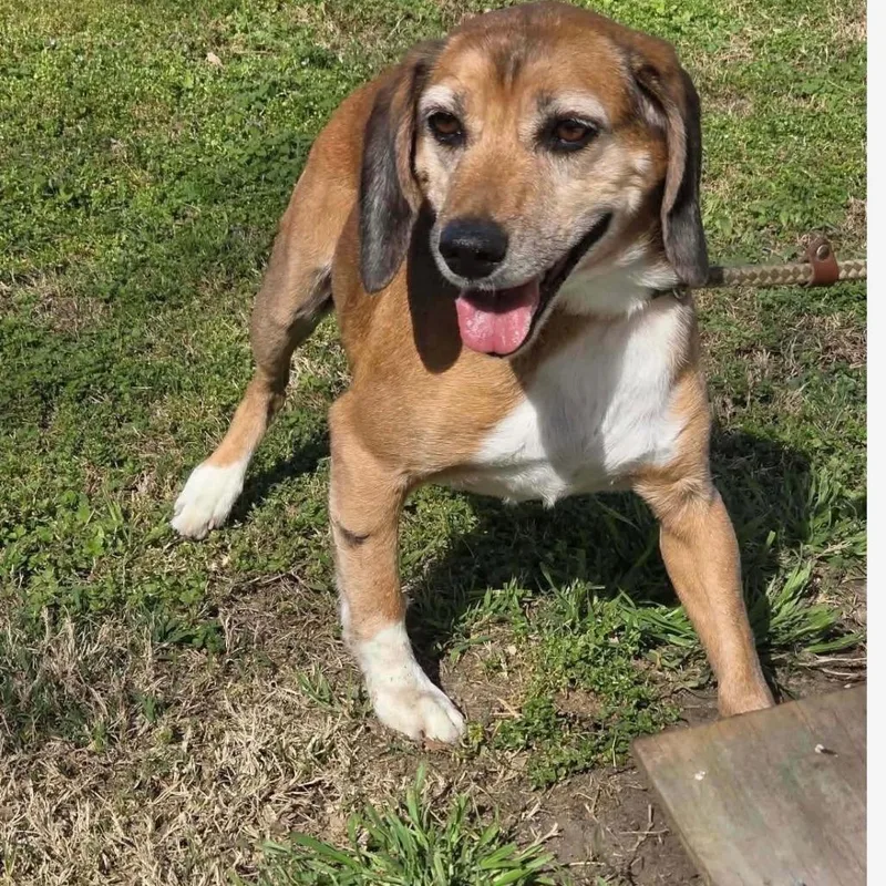 A senior medium-sized male Black Beagle dog named Mac Daddy for adoption in Normal, IL