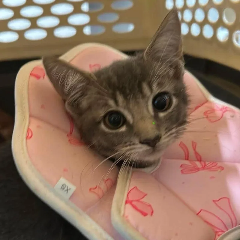 A baby small-sized male Gray / Blue / Silver Domestic Short Hair cat named Tom for adoption in Tampa, FL