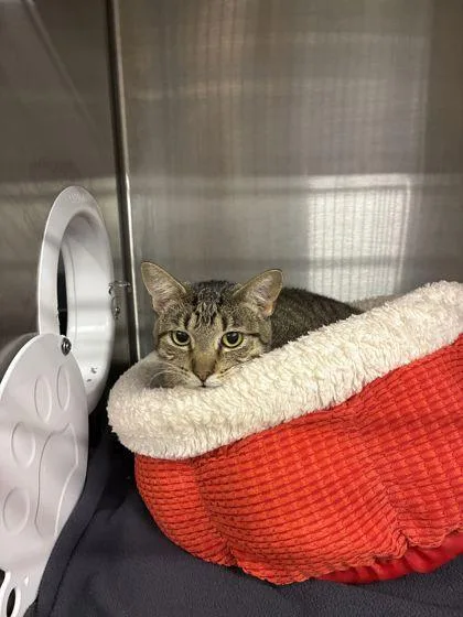 An adult medium-sized female Domestic Short Hair cat named Maggie for adoption in Shawano, WI