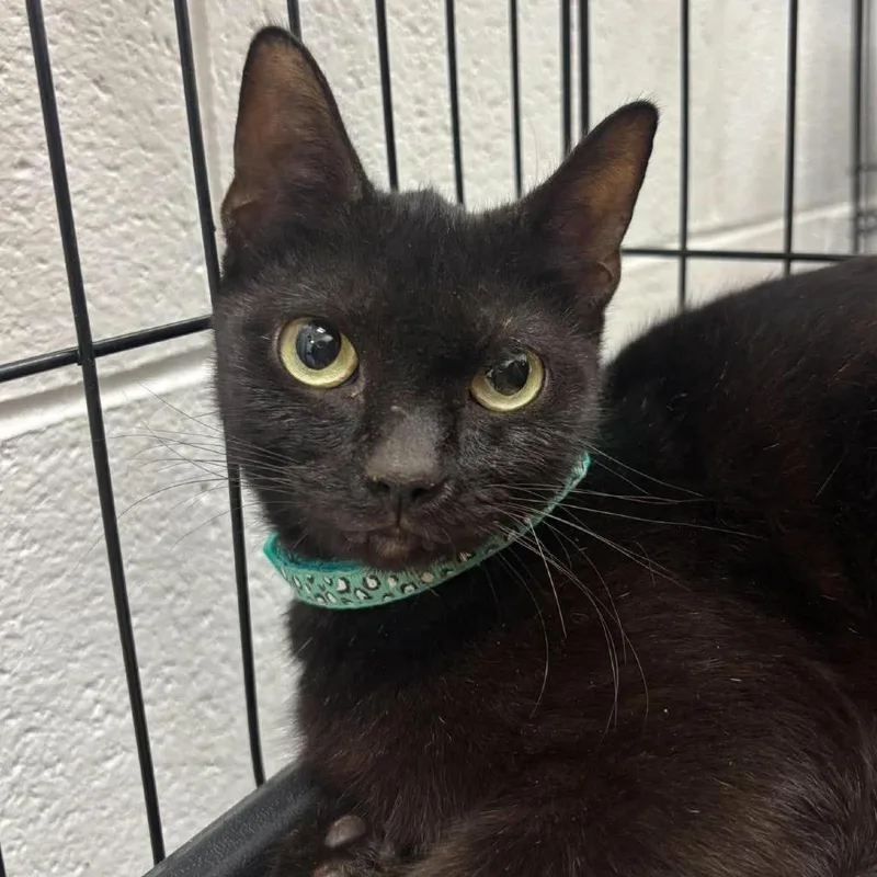 An adult medium-sized female Domestic Short Hair cat named Molly for adoption in Rocky Mount, VA