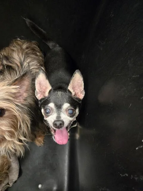 An adult small-sized male Mixed Breed dog named Blktan for adoption in Dallas, TX