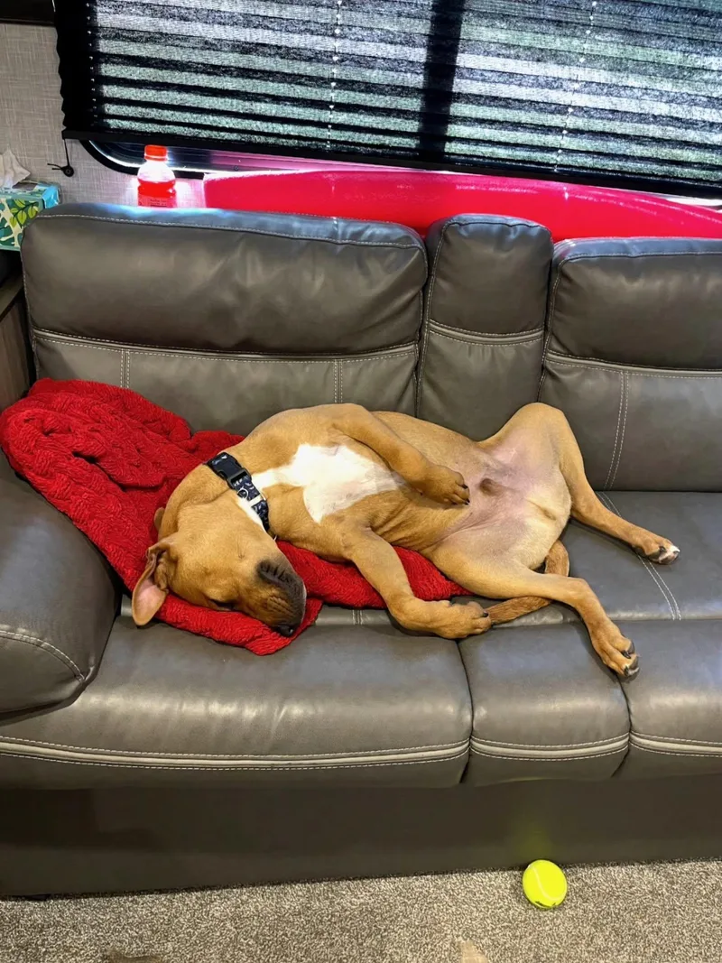 A young medium-sized male Pit Bull Terrier dog named Alfie for adoption in Gainesville, VA