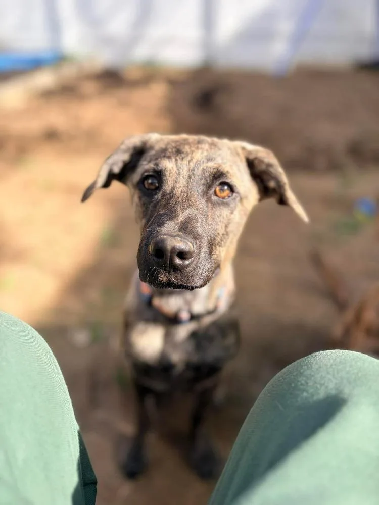 A baby medium-sized female Brindle Retriever dog named Sunflower for adoption in Valley Stream, NY