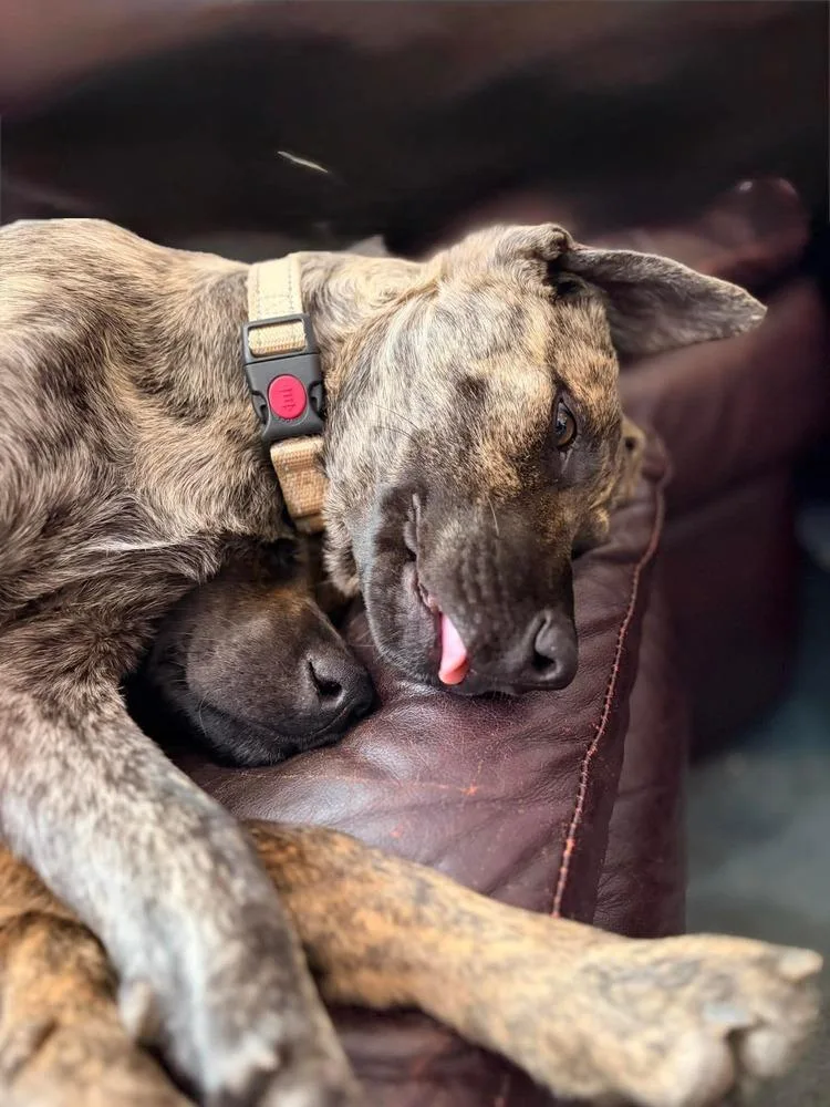 Sunflower thumbnail 2