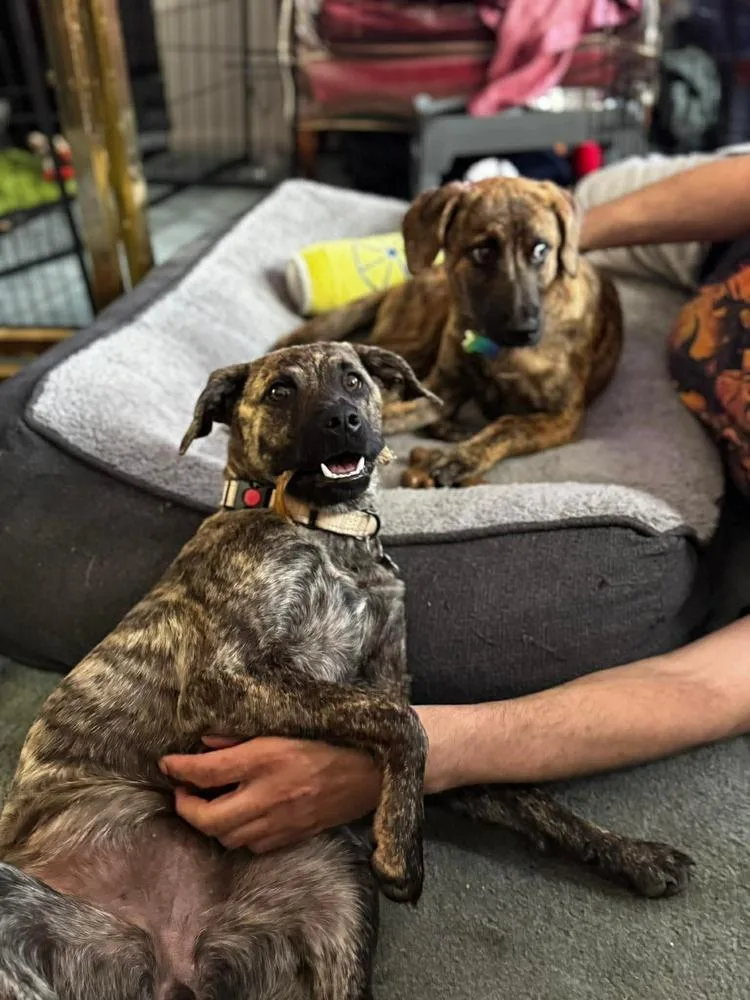 Sunflower thumbnail 3