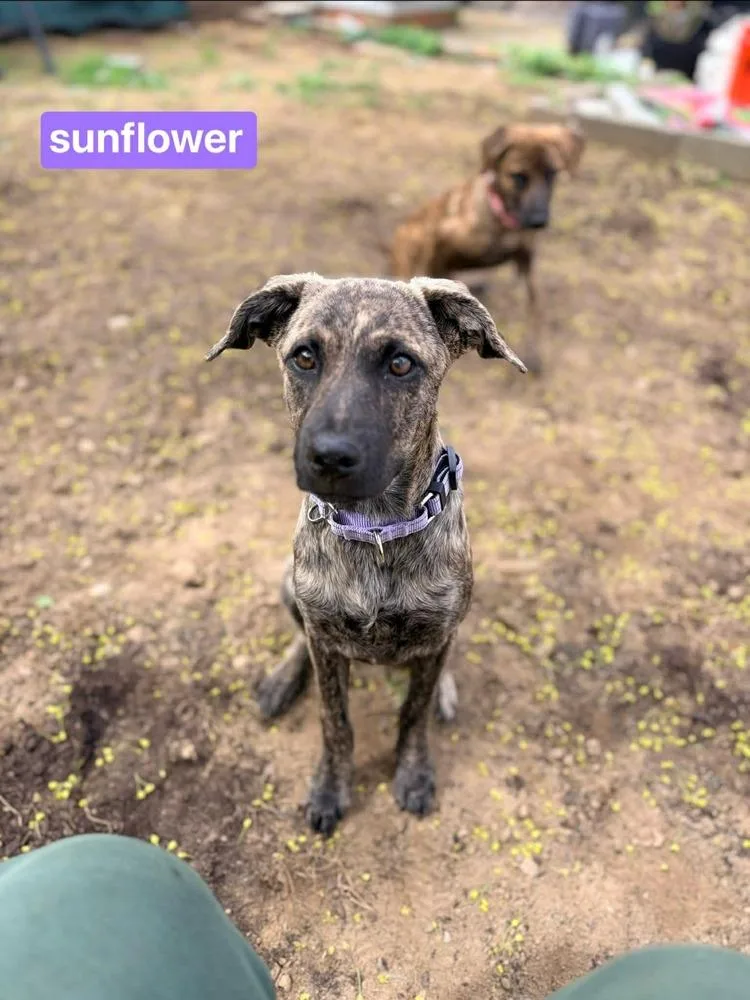 Sunflower thumbnail 4