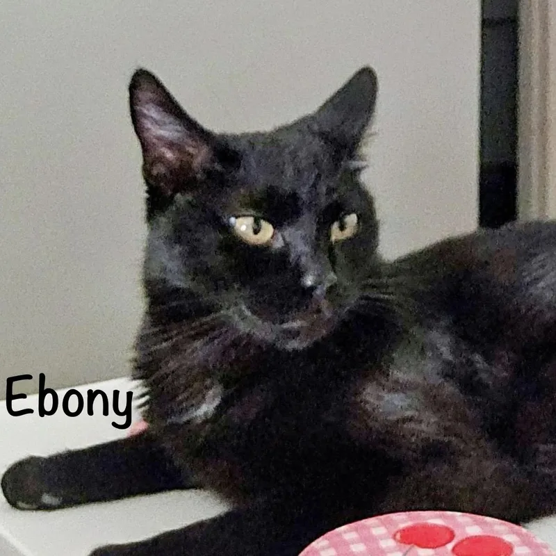 Ebony