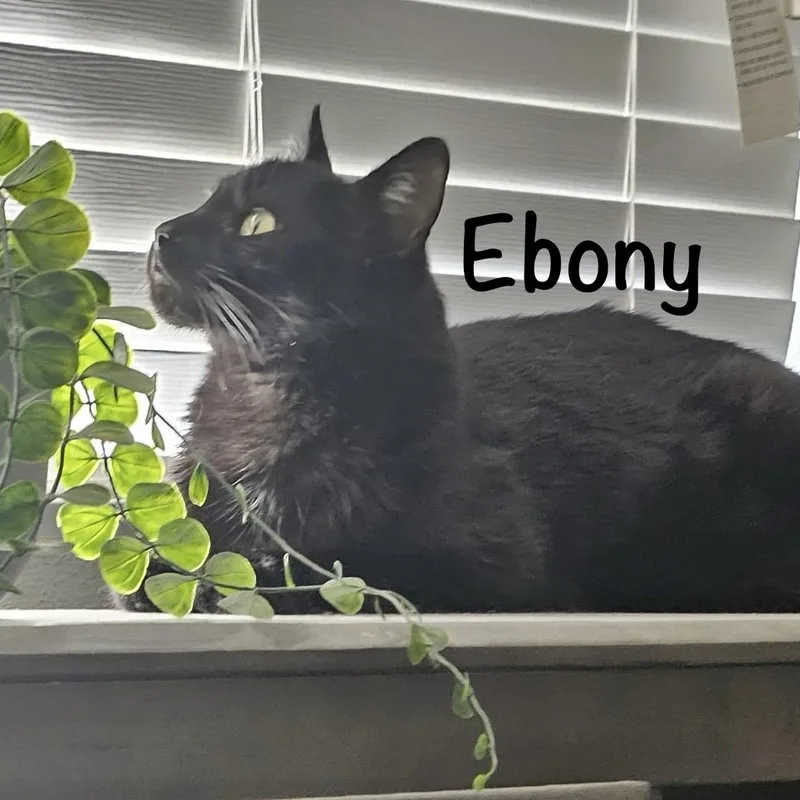 Ebony thumbnail 2