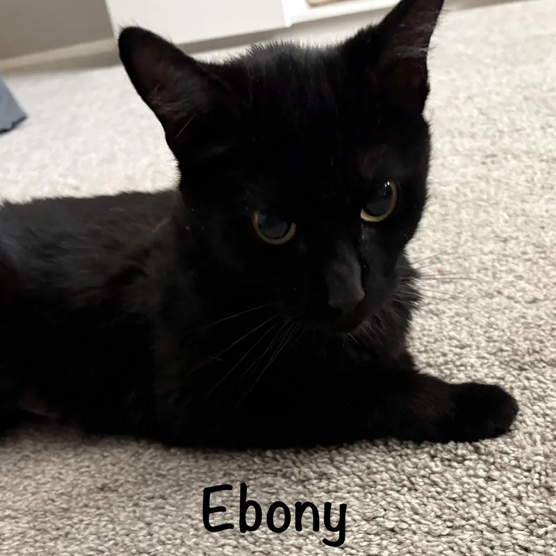 Ebony thumbnail 3