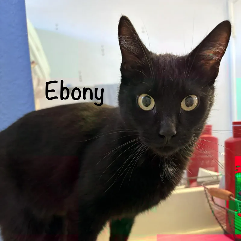 Ebony thumbnail 4