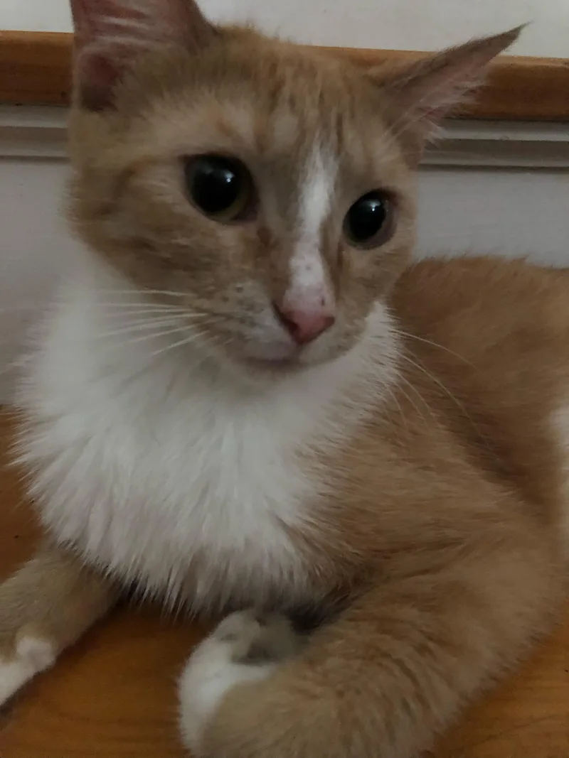 Fluffers thumbnail 2