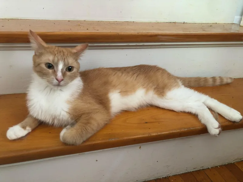 Fluffers thumbnail 3