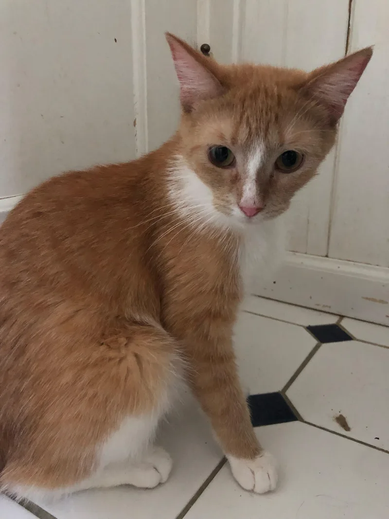 Fluffers thumbnail 4