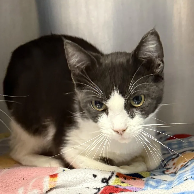 A baby medium-sized female Domestic Short Hair cat named Manny for adoption in Oakland, CA