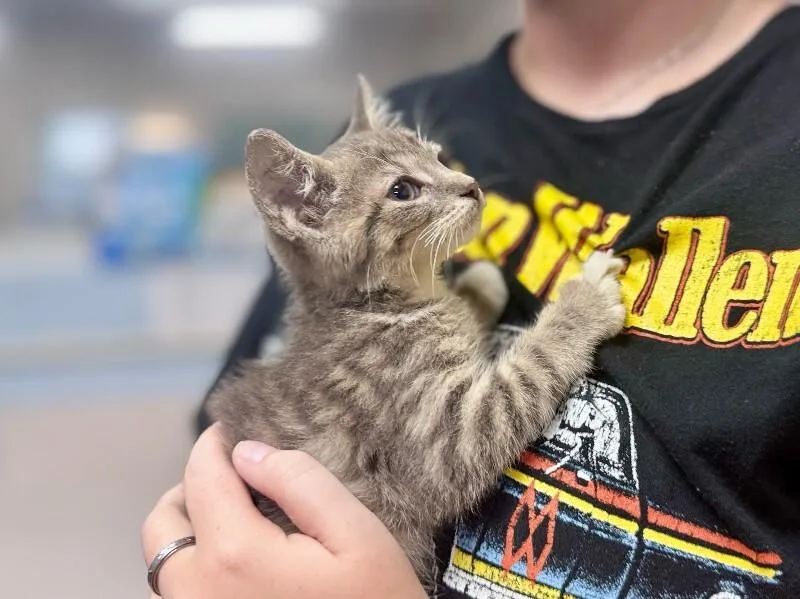 A young medium-sized male Tabby (Gray / Blue / Silver) Domestic Short Hair cat named Dasher for adoption in Wooster, OH