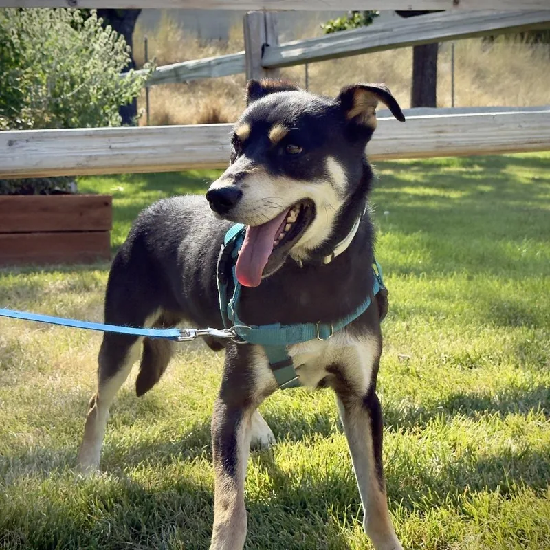 An adult medium-sized male Black Mixed Breed dog named Bob for adoption in Murray, UT