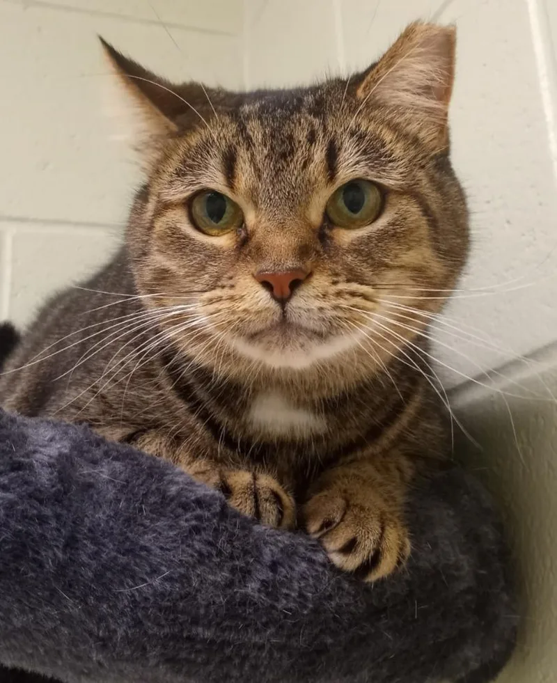 An adult medium-sized female Domestic Short Hair cat named Mina for adoption in Hamilton, OH