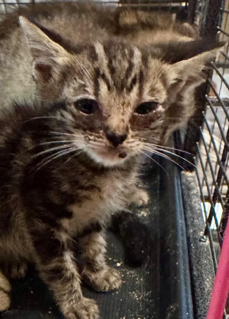 A baby small-sized male Domestic Short Hair cat named Georgie for adoption in New Braunfels, TX