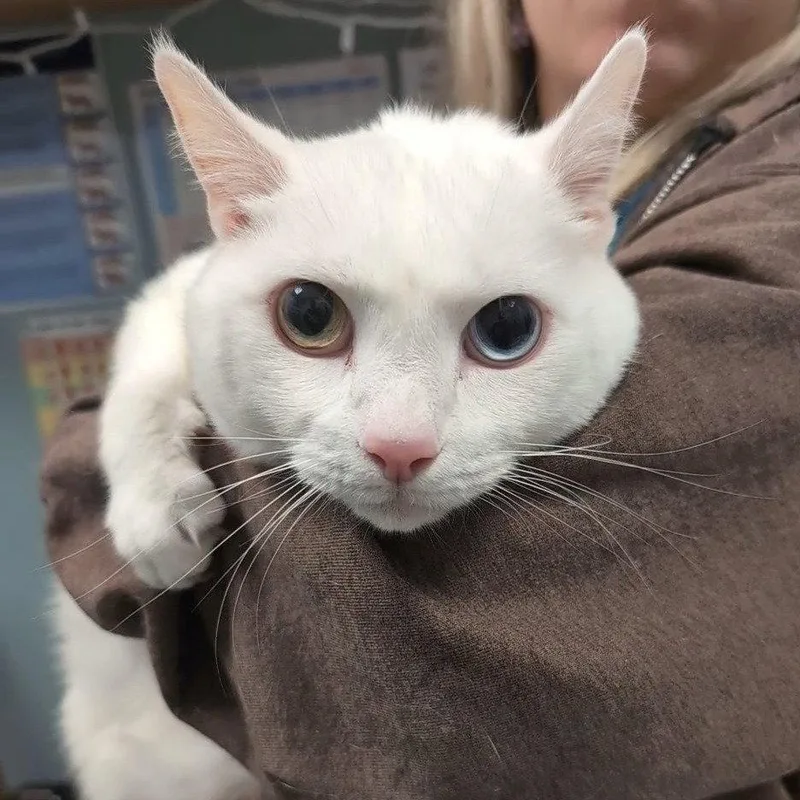 A senior medium-sized male White Domestic Short Hair cat named Jupiter for adoption in New Castle, DE