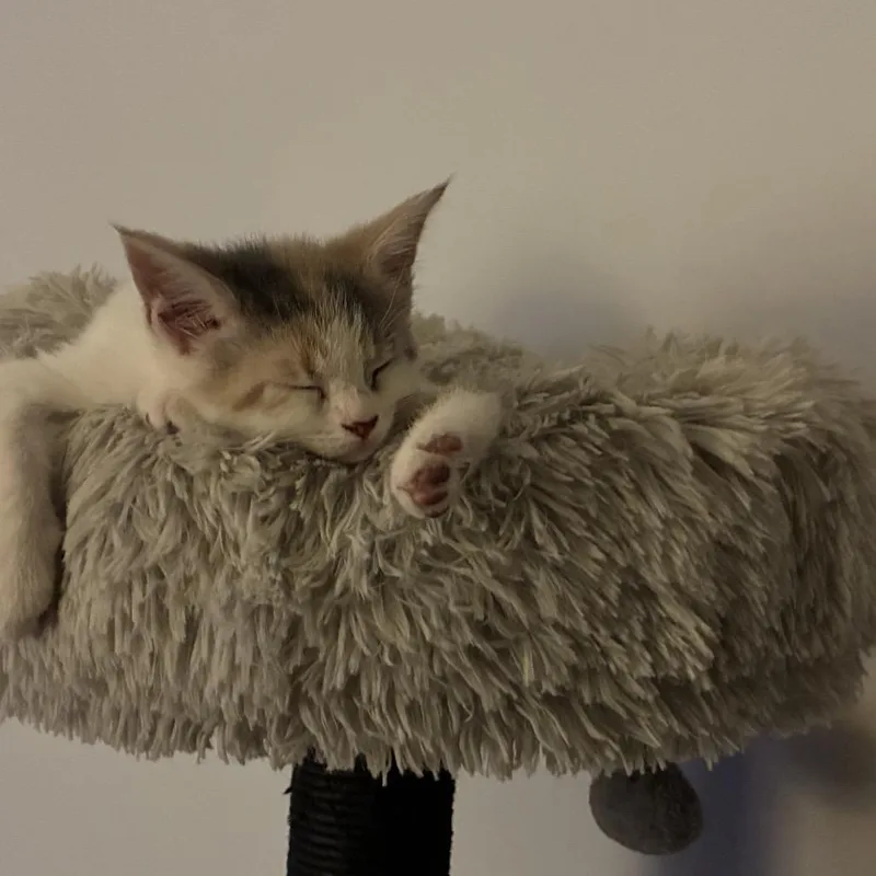 A baby small-sized female Calico Domestic Short Hair cat named Artemis for adoption in Reisterstown, MD