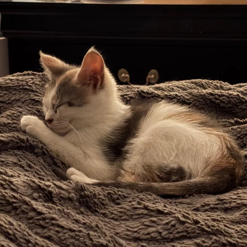 Artemis thumbnail 4