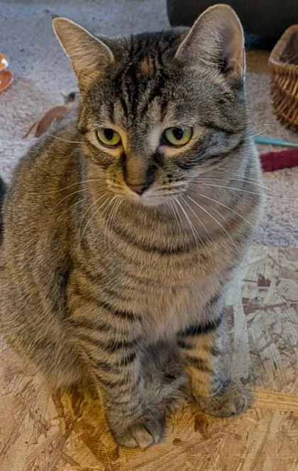 An adult medium-sized female Domestic Short Hair cat named Red Dot for adoption in Shawano, WI