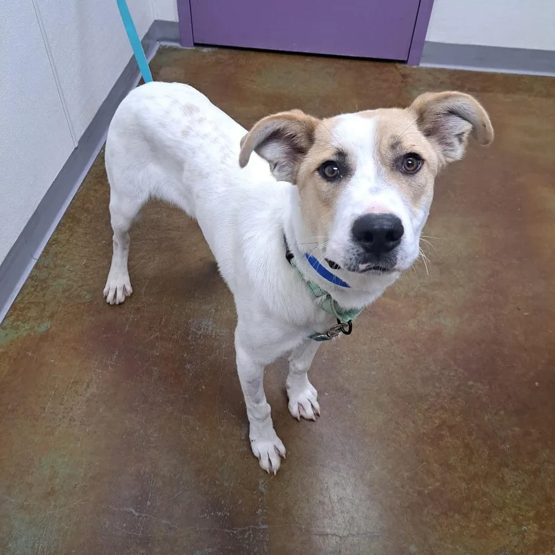 A young medium-sized male White / Cream Great Pyrenees dog named Chopin for adoption in Albuquerque, NM