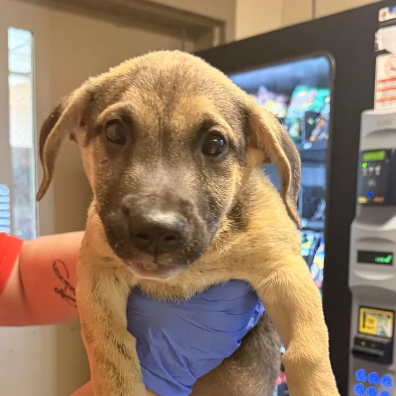 A baby small-sized male Yellow / Tan / Blond / Fawn Terrier dog named Baylor for adoption in Birmingham, AL