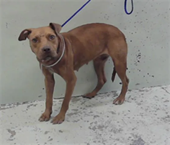 A young medium-sized female Staffordshire Bull Terrier dog named Anabelle for adoption in Houston, TX