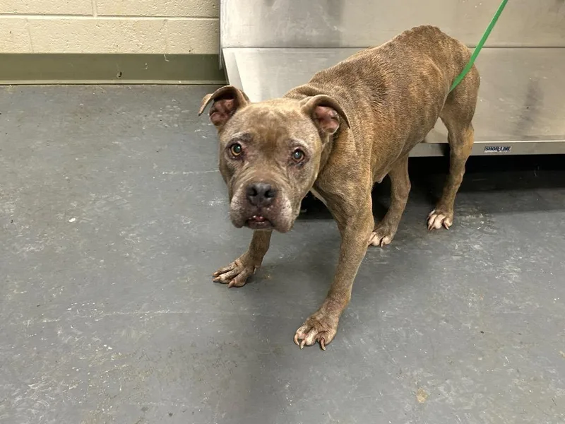 A senior medium-sized female Pit Bull Terrier dog named Alley for adoption in Winder, GA