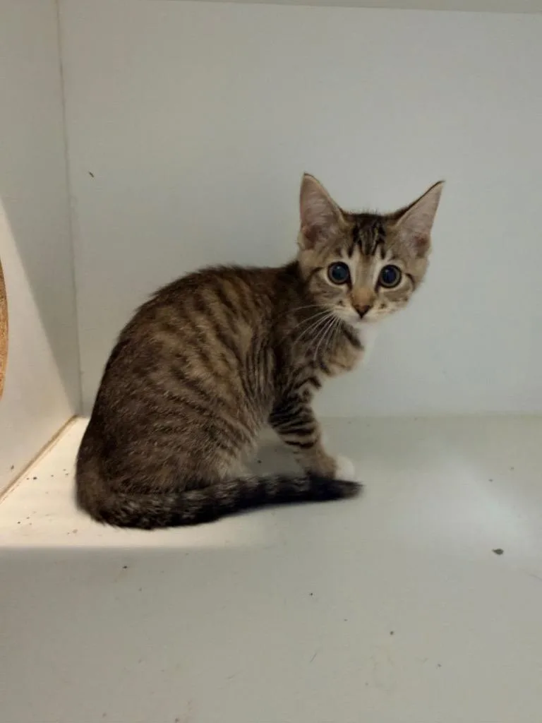 A baby small-sized female Domestic Short Hair cat named Mira for adoption in Newcastle, OK