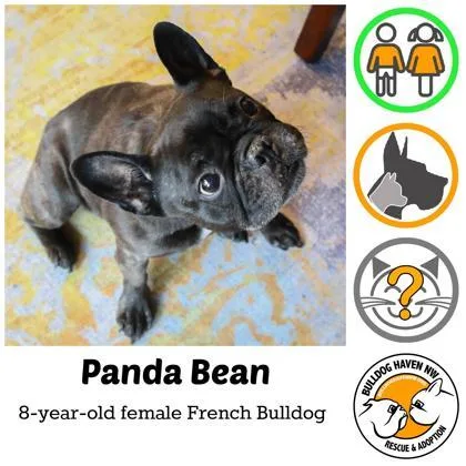 Panda Bean