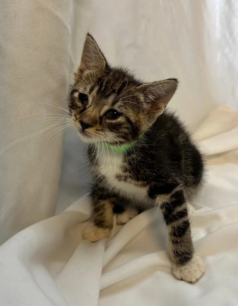 A baby medium-sized male Domestic Short Hair cat named Mugler for adoption in Margate, FL