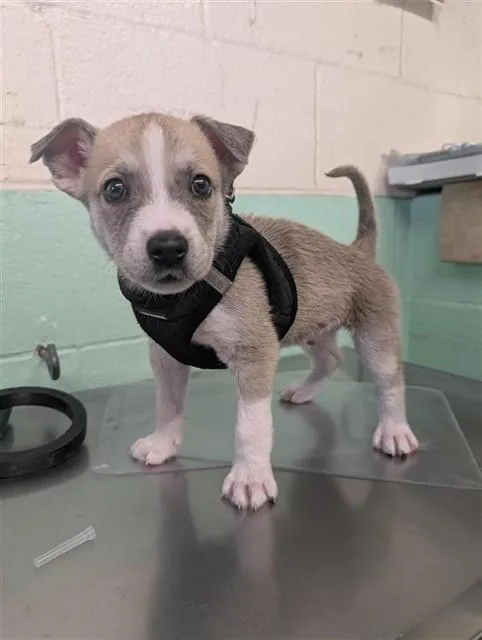 A baby small-sized male Siberian Husky dog named A for adoption in Sacramento, CA