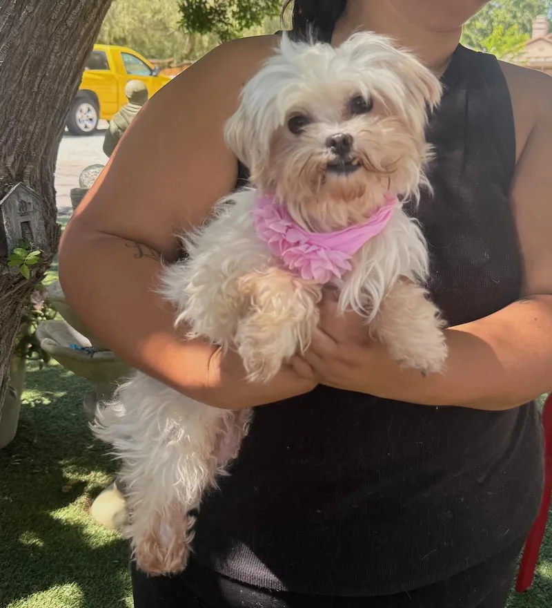 An adult small-sized female White / Cream Maltese dog named Morgan for adoption in Temecula, CA