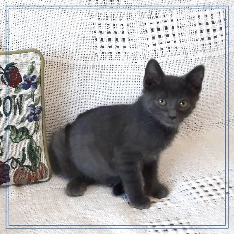 A baby small-sized male Gray / Blue / Silver Domestic Short Hair cat named Charcoal for adoption in Monroe, MI
