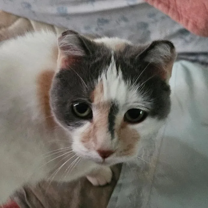 A senior medium-sized female White Domestic Short Hair cat named Bonnie for adoption in Grand Rapids, MN