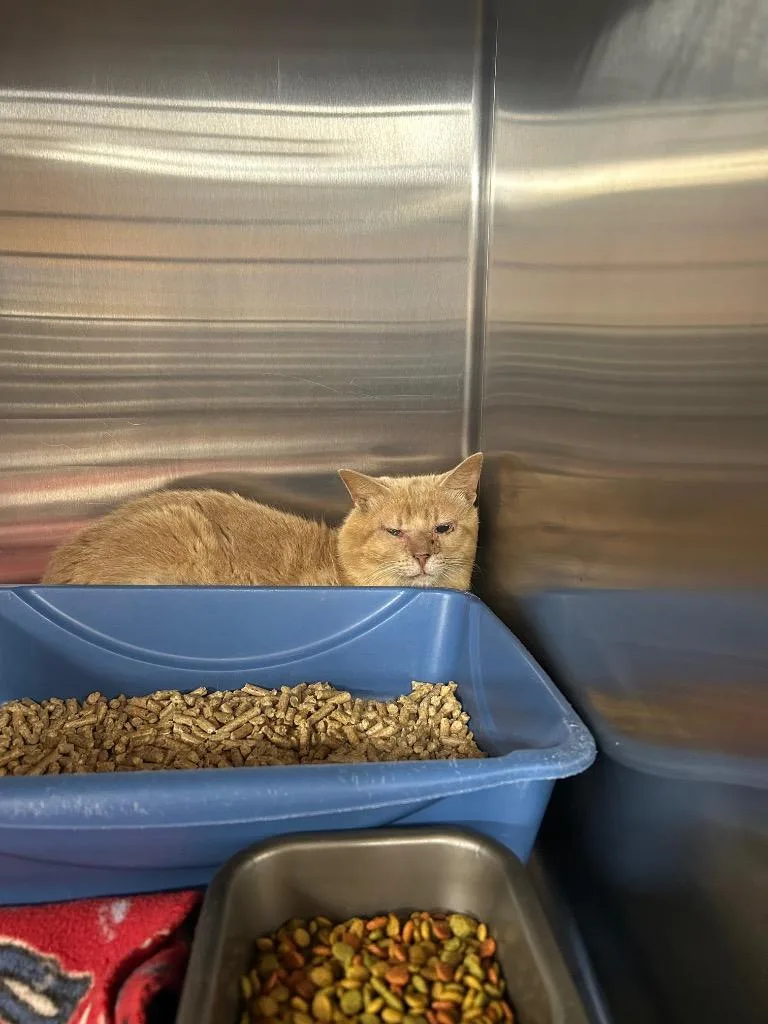 A young medium-sized male Domestic Short Hair cat named Velveeta Cheese for adoption in Gautier, MS
