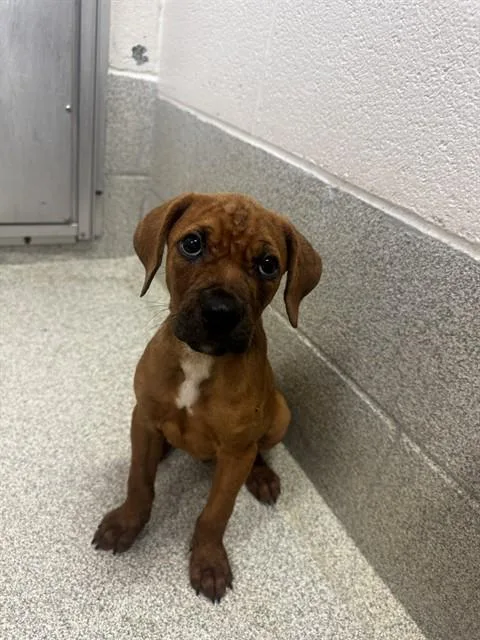 Archie
