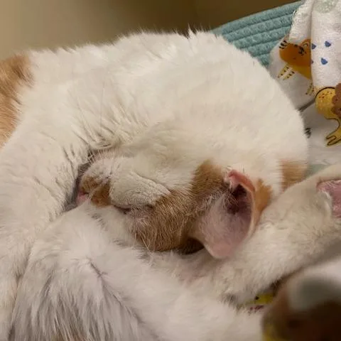 A senior medium-sized male White Domestic Short Hair cat named Ryan for adoption in Dayton, OH