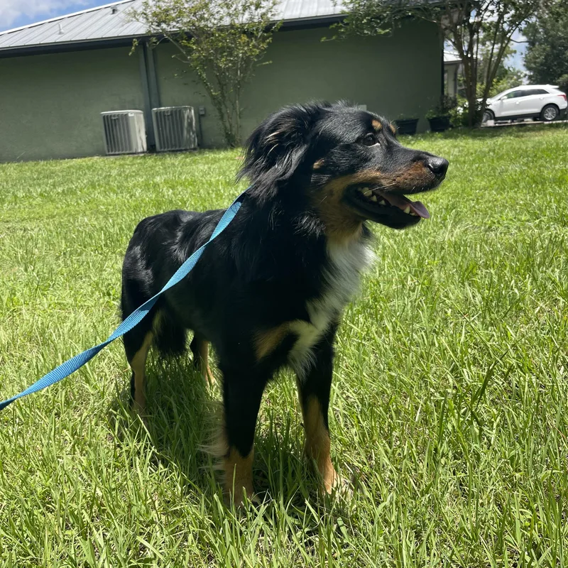 A young medium-sized male Australian Shepherd dog named Bandit for adoption in Sebring, FL