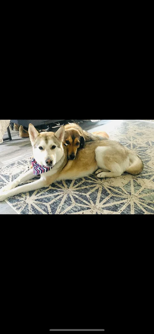 Khalessi thumbnail 2